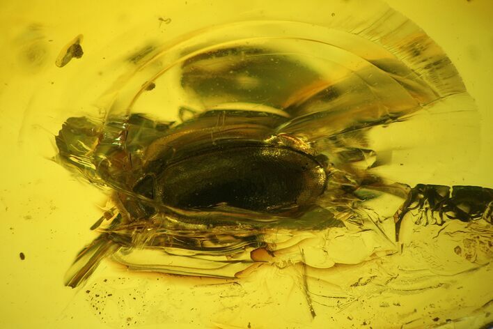 mm Fossil Beetle (Coleoptera) In Baltic Amber #123387